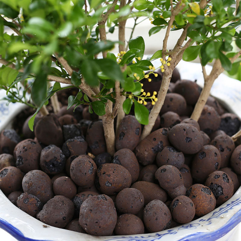500g organiczne światło cerami – Clay Pebble Growing recenzja i cena