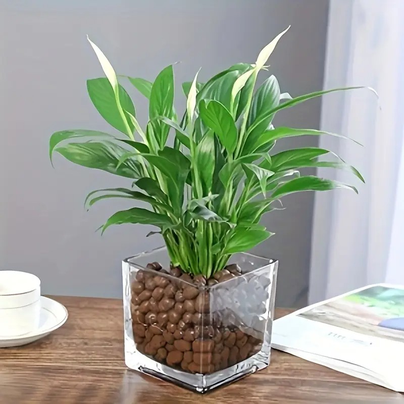 1LB Kamienie gliniane wielokro – Clay Pebble Growing recenzja i cena